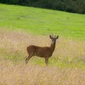 Roe Deer Buck