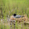 Coot Nest Sitting