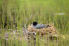 Coot Nest Sitting