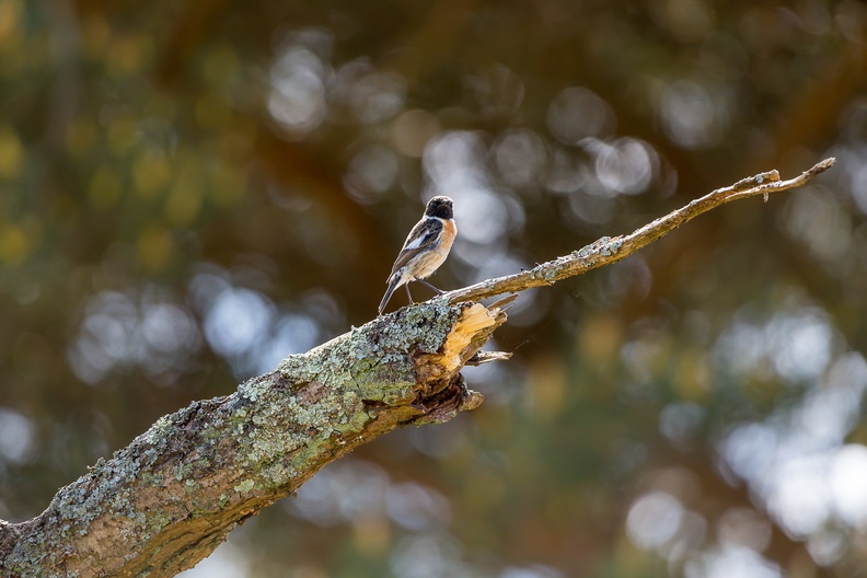 Male Stonechat Bird