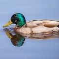 Mallard Drake Duck