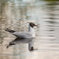 black-headed-gull-s150-600-g-6D2129.jpg