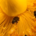Tiny Flower Beetle