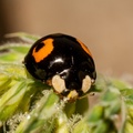 2 Spotted Ladybird