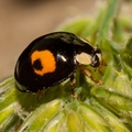 2 Spotted Ladybug
