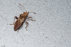 Orsillus depressus seed bug