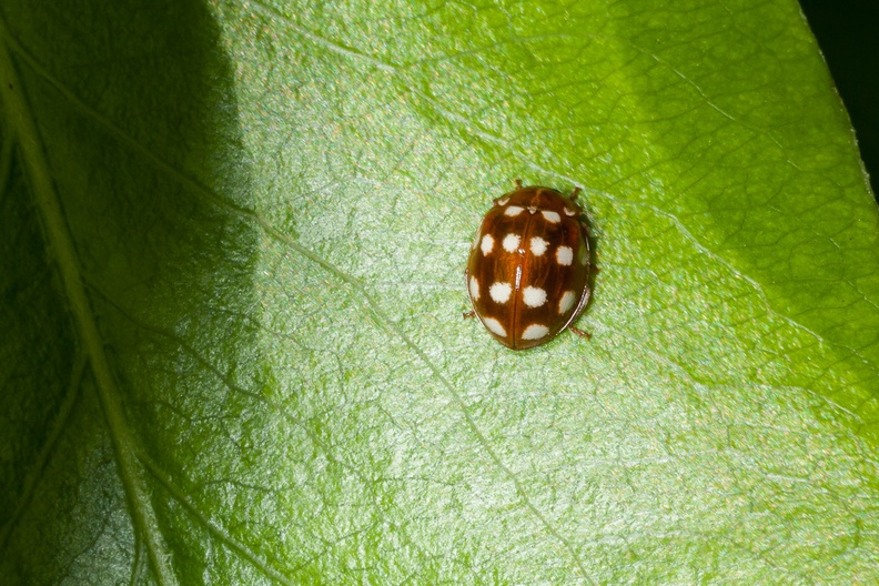ladybird-elmarit60-g-40d-04264.jpg