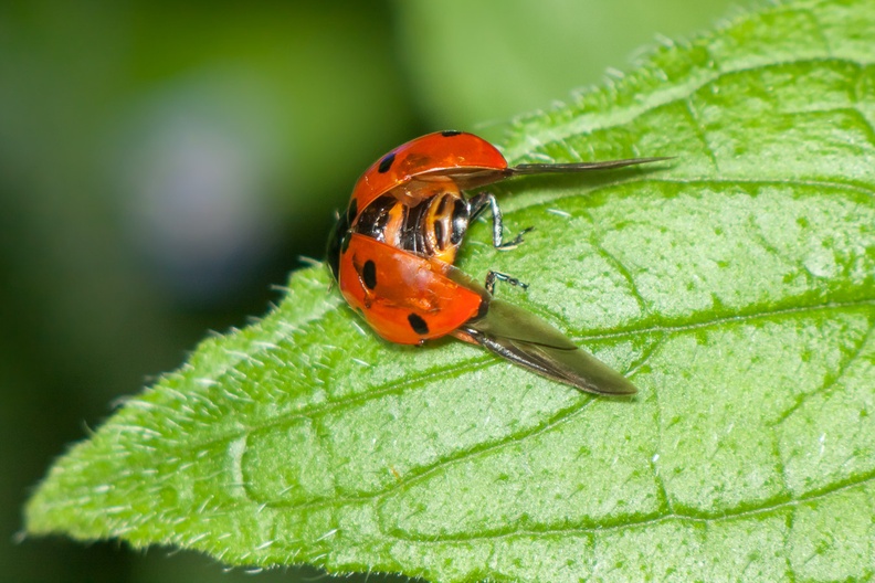 ladybird-jupiter9-g-40d-04338.jpg