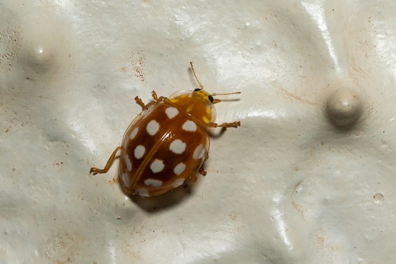 Cream-spot ladybird