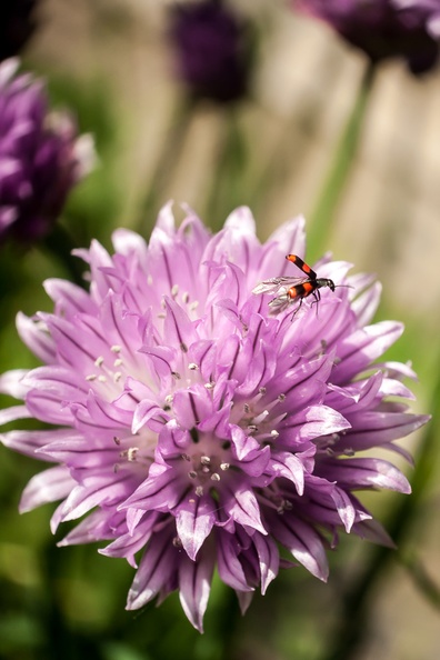 Red and Black Beetle on Chive Flower
