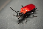 Black-Headed Cardinal Beetle