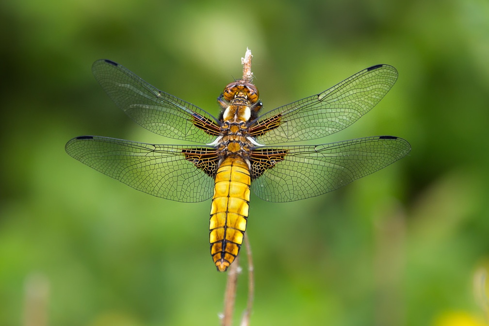Broad-bodied Chaser Dragonfly