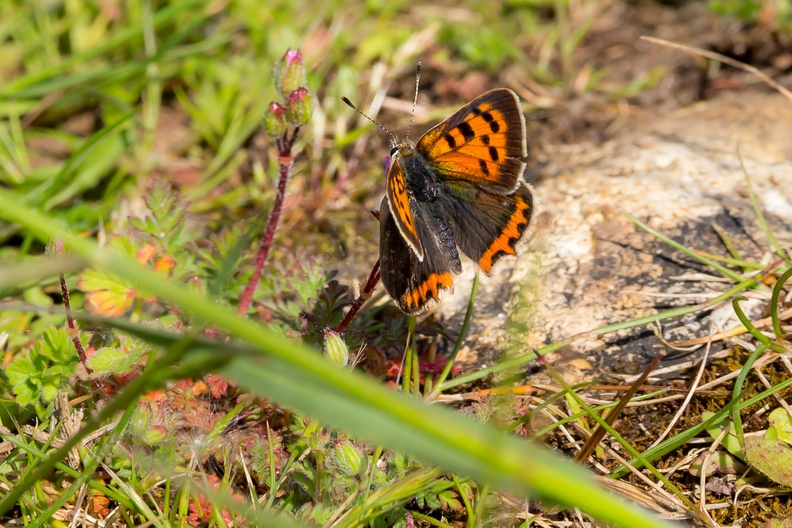 small-copper-butterfly-s150-600-g-6D2671.jpg