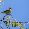 Warbler Bird