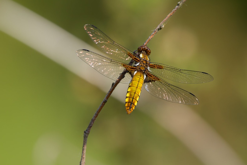 dragonfly-s150-600-g-6D2699.jpg