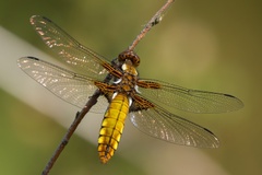 Female Broad-bodied Chaser Dragonfly