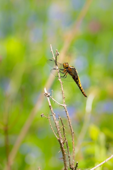 broad-bodied-chaser-s150-600-g-6D2791.jpg
