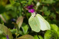 Brimstone Butterfly on Vetch Flower