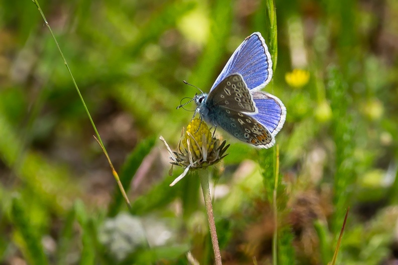 common-blue -butterfly-s150-600-cg-6D2772.jpg