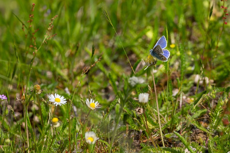common-blue -butterfly-s150-600-g-6D2772.jpg