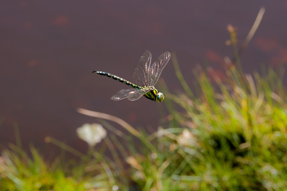 Southern Hawker Dragonfly in Flight