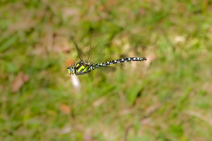 Southern Hawker Dragonfly in Flight