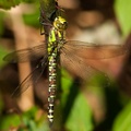 Southern Hawker Dragonfly
