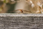 Common Darter on Fence