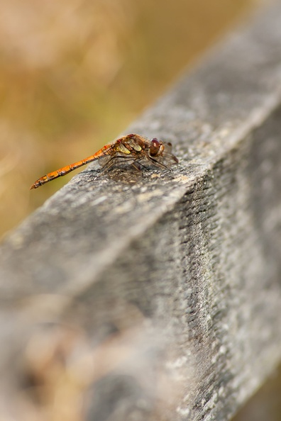 dragonfly-sp300-g-400d-10975.jpg