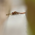 COMMON DARTER DRAGONFLY