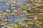 Broad-bodied Chaser Dragonfly