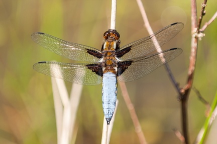 Broad-bodied Chaser Male 