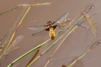 Female Broad-bodied Chaser in Flight