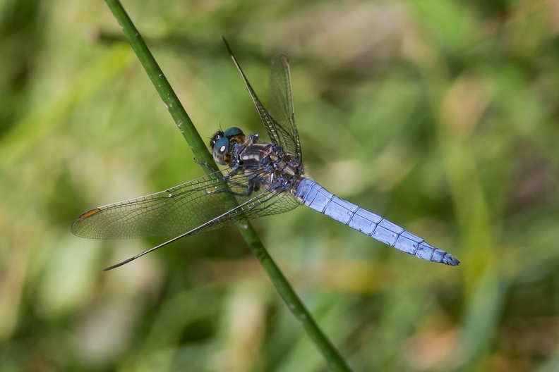 Male Keeled Skimmer Dragonfly