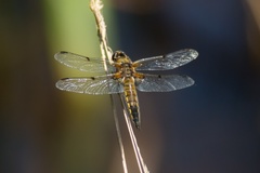 Four-spotted Chaser Dragonfly