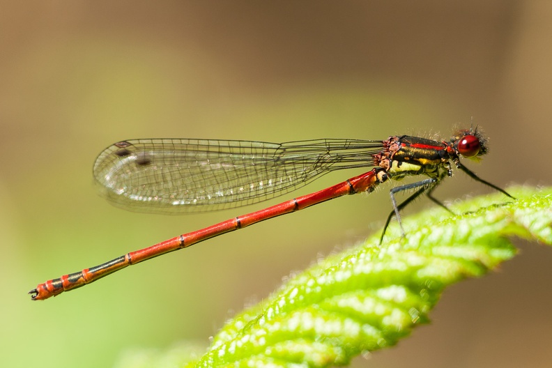 Male Large Red Damselfly