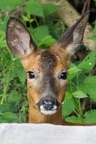 Roe Deer Doe Portrait