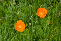 Orange Poppies