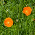 Orange Poppies