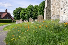 Churchyard Poppies