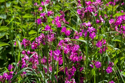 Red Campion Flowers