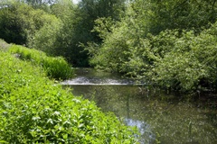 River Wey Farnham