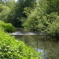 River Wey Farnham