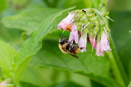 Common Carder Bumblebee on Comfrey