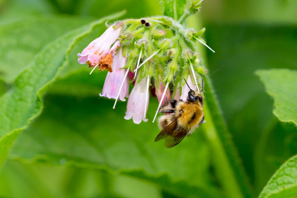 Common Carder Bee on Comfrey