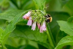 Carder Bee on Comfrey Flower