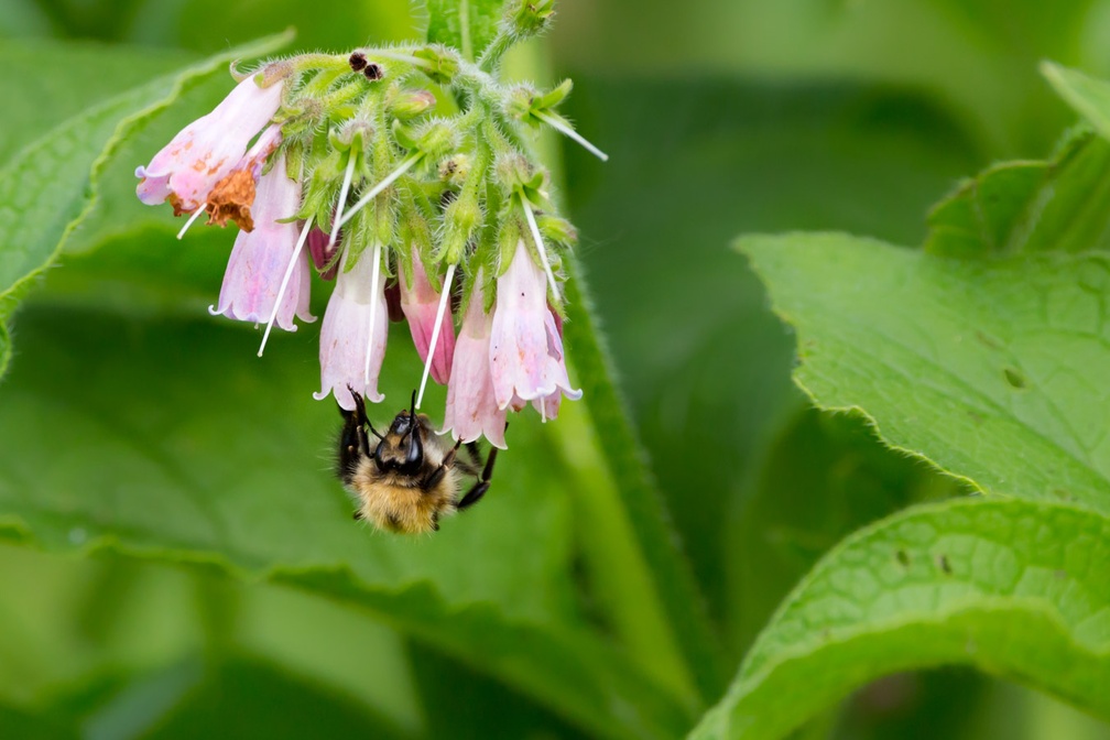 Carder Bee on Comfrey