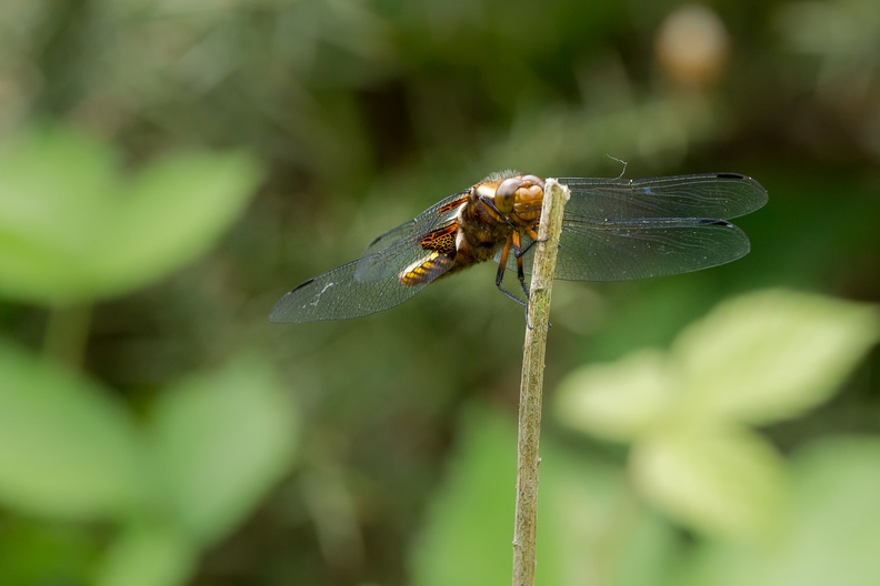 broad-bodied-chaser-s150-600-g-6D3014.jpg