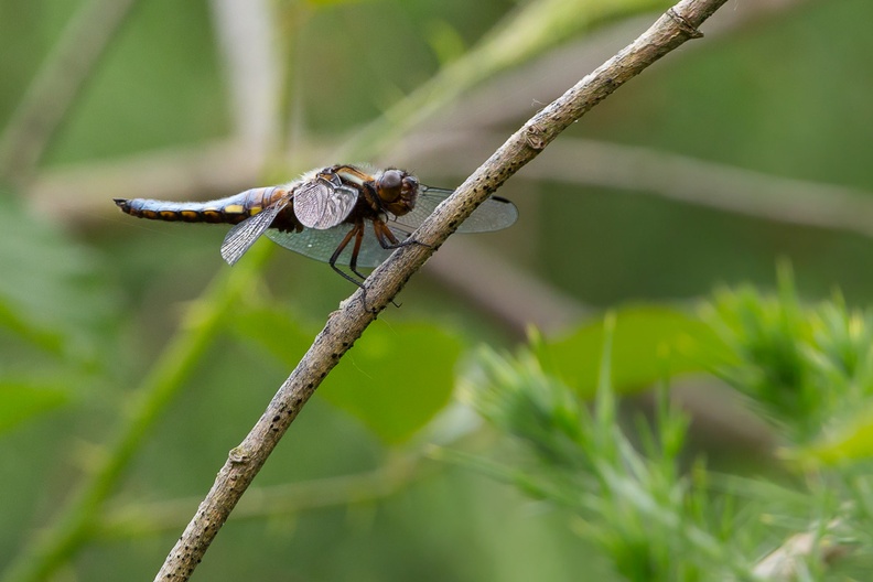 Male Broad-bodied Chaser Dragonfly