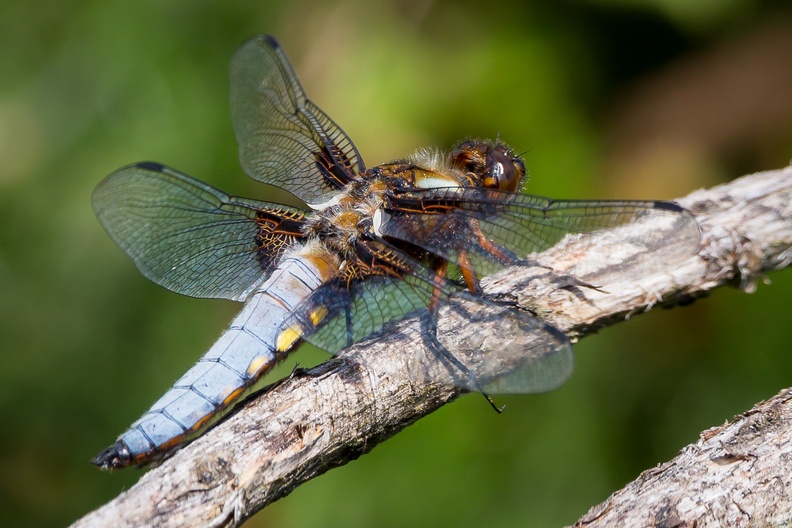 broad-bodied-chaser-s150-600-cg-6D2952.jpg